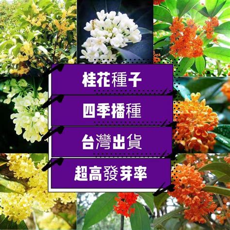 金桂哪裡買|桂花樹｜優惠推